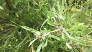 Moerasdroogbloem (Gnaphalium uliginosum, syn.: Filaginella uliginosa) - 2017-06-08