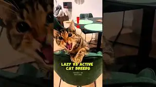 Lazy Cats vs Hyper Cats: Cat breeds #facts #shorts #cat #cats #catshorts #catvideos