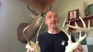 Protecting Yearling Bucks