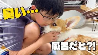 息子に臭いと言われたコーギーに特別なお風呂を用意しました【お風呂キャンセル界隈・腰痛界隈飼い主様必見】