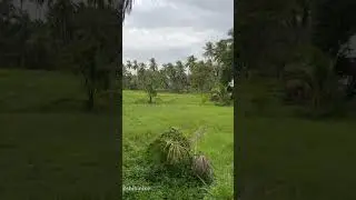 #kerala#kannur#villagelife#love#trending#viral#viralvideo#kallyasseri#travelvlog