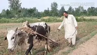 KPK Village Life Video |KPK Sample Village Life|