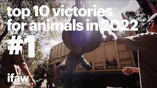Top 10 Victories for Animals in 2022 | #1: Relocating 263 elephants to their new home