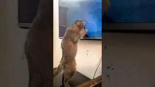 Leo playing yarn satrings game #catplaying #catgamesonscreen #cat #cuteanimal #catworld #kitty