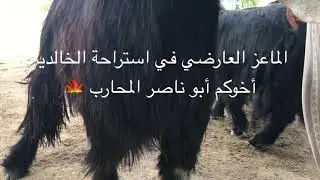 الماعز العارضي ( ٣ ) 