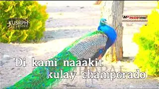 Silvertoes - Parokya Ni Edgar || Megapro plus midi karaoke 