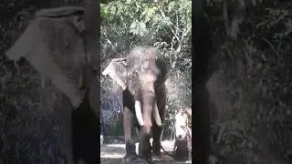 Elephant Sprays Water on a Hot summer day