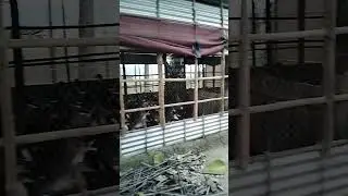 Assam Agro project Abhayapuri Farm Assam Bongaigaon ph 7002182661