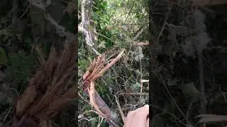 massacre &agrave; l'&eacute;pareuse