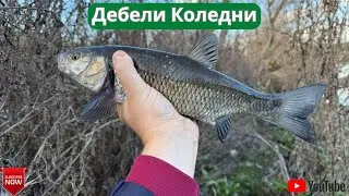 Дебели коледни!