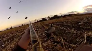 Hunting Canada Geese in Silage in Western, Mn  www.watsonhunting.com