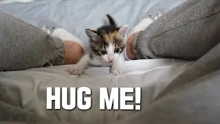 1-Month-Old Rescued Kitten Meowing to Hug me!