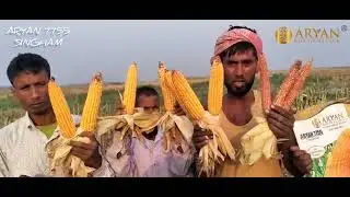 Farmers feedback: Aryan 7755 Singham (Year 2022-23)