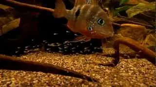Thorichthys Ellioti moedert over haar kroost