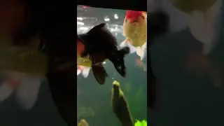 Black bean 🖤⚫️ #fish #goldfish #orandafish
