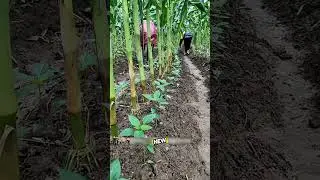 The Amazing Filipino Farming Hack You Didn&rsquo;t Know&rdquo; #shorts #shortsvideo #shortsfeed #farming #facts