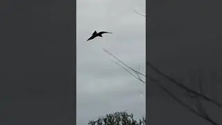 SNAIL KITE EATING THE MEAT THEN DROPPING THE OPERCULUM