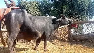 Watch pure neeli Ravi buffalo for sale in Punjab Pakistan on YouTube Altaf buffaloTV 03015437908