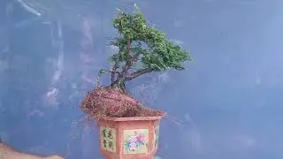 ms380,glae,,,120k, sơn liễu sống khỏe ae ưng &yacute; Lh Zalo 0933083024