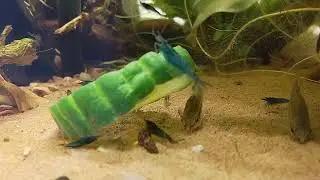 Pygmy Cory and shrimp feeding timelapse 1