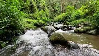 Let the river quiet your thoughts in a misty valley forest to guide you gently into peaceful sleep