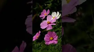 🌸Pink Cosmos Flowers in Bloom | Beautiful Flowers | Relaxing Nature Video