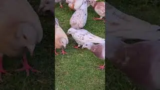 almond pigeons #hazara #pigeonlove #kabootarba #pigeon #birds