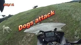 Dogs attack // BMW R1200GS Adventure