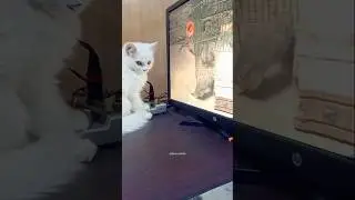 Kitty's Virtual Hunt | purr-fect Predator In Training | Meow Mode | #meowsome #cute #funnyanimals