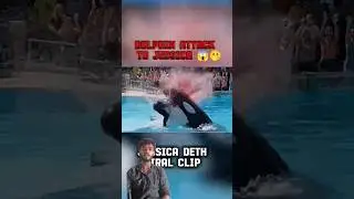 Lone Orca Sparks Curiosity As Killer Whale Spotted Off Massachusetts Amid Jessica Radcliffe
