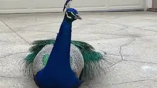 My Old Buddy the Peacock