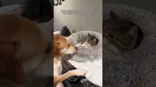 Dogs are innocent😂#dog #funny #cat #for #foryou #fyp #funnyvideo #animal #animalsoftiktok#usa #pets