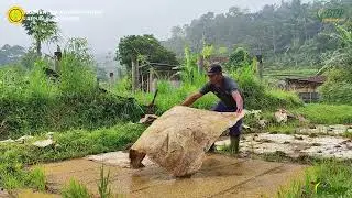 Pembibitan Padi metode SRI (System of Rice Intensification) Desa Limbangan | BPP Limbangan