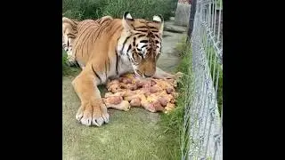 Tiger eating chicken leg piece 🐅 #shorts
