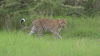 Wild Leopard walk #kenya #bigcats