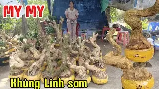 19/1/2026_ My My #0907671690 _Khủng c&acirc;y to,Linh sam si&ecirc;u hoa ho&agrave;nh to, Gi&aacute; cả phải chăng, C&acirc;y đế nở 