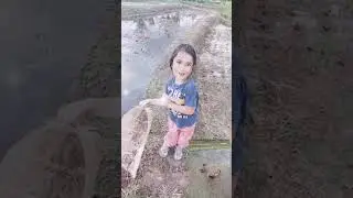 catching toadpole