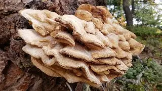 35 Polypore annuel - Einjähriger Porling - Annual polypore