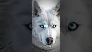 Siberian Husky Characteristics