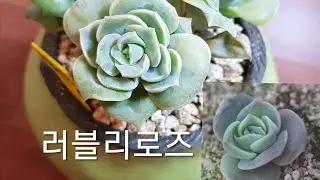 (초록장미)러블리로즈 합식하기