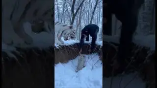 The Chimpanzee Alexander Saves a Baby White Tiger in the Winter Forest ❄️😭