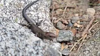 Sisilisko (Zootoca Vivipara) Nauttii l&auml;mm&ouml;st&auml; ja kiipe&auml;&auml; pystysuoraa sein&auml;&auml; yl&ouml;s