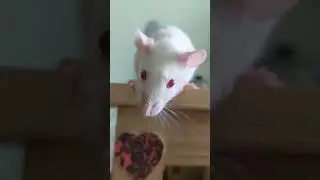 RATONAS (Rattus rattus)