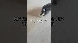 He is OKAY #bun #bunnies #bunny #cute #funny #pets #rabbit #rabbitshort #soft