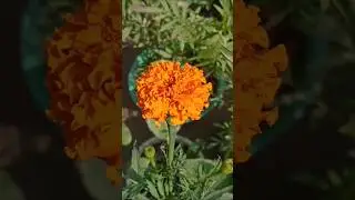 Pure Yellow Vibes 💛 | Marigold View #flowers #trendingshorts #viral #viralfeeds #shorts #reblooming
