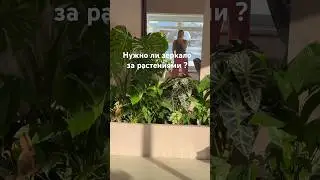 Озеленяю дом,построили оранжерею вместо гостевой комнаты #plants #сад #садоводничество #цветыдлядома