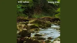Forest River