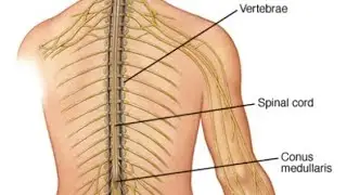 Medical surgical nursing topic - spinal injury #nursing #medical #studywithme 📖📚