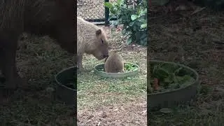 The largest rodents in the world: Capybaras are low key just cats 🤭