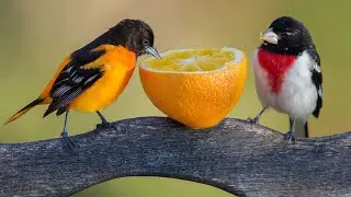 Colorful Wild Birds Eating Fruit - Bird Feeding on a Twig Cute Animals Video